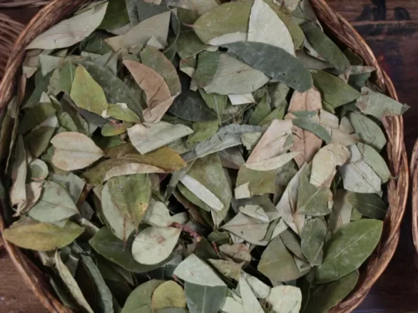 Coca Leaves